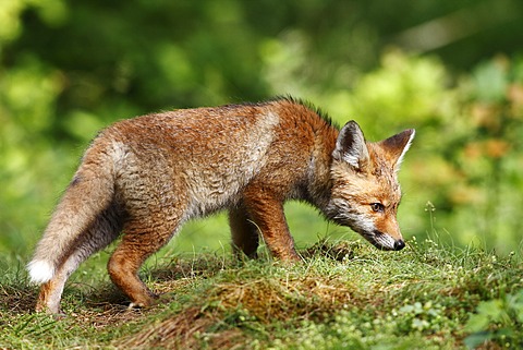 Red fox (Vulpes vulpes), cub standing in a meadow, sniffing