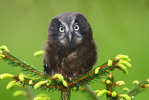 Boreal Owl or Tengmalm's Owl (Aegolius funereus), juvenile perched on a spruce, Neunkirchen, Siegerland region, North Rhine-Westphalia, Germany, Europe