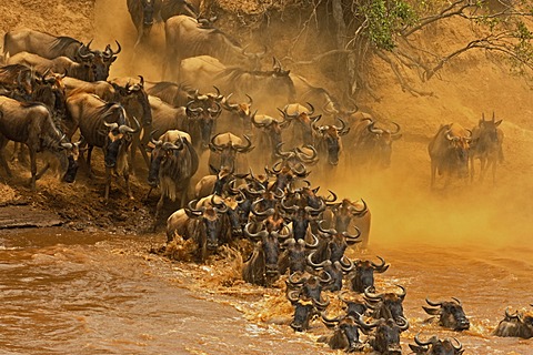 Herd of Wildebeest, Wildebai, or Gnu (Connochaetes) crossing the Mara river in Masai Mara, Kenya, Africa