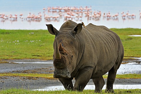 White Rhinoceros or Square-lipped rhinoceros (Ceratotherium simum), Lake Nakuru National Park, Kenya, Africa