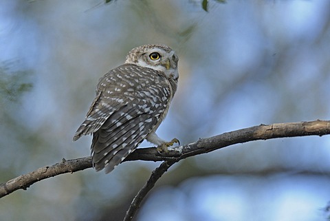 Spotted Owlet (Athene brama), Ranthambore National Park, Rajasthan, India, Asia