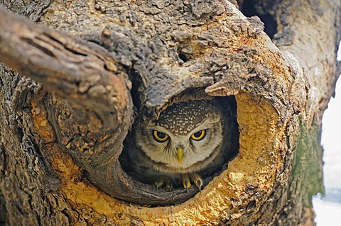 Spotted Owlet (Athene brama) in a tree hole, Ranthambore National Park, Rajasthan, India, Asia