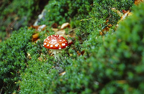 Fly Agaric or Fly Amanita mushroom (Amanita muscaria) in the Kalkalpen National Park in Upper Austria, Europe