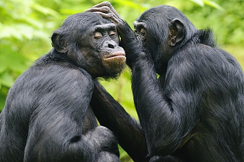 Two Bonobos or Pygmy Chimpanzees (Pan paniscus), delousing each other in an enclosure