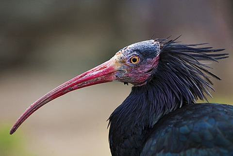 Northern Bald Ibis, Hermit Ibis, or Waldrapp (Geronticus eremita)