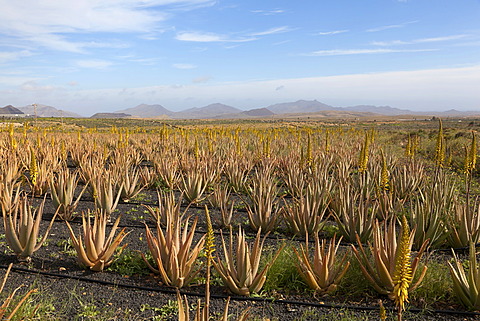 Aloe vera cultivation on Fuerteventura, Canary Islands, Spain, Europe