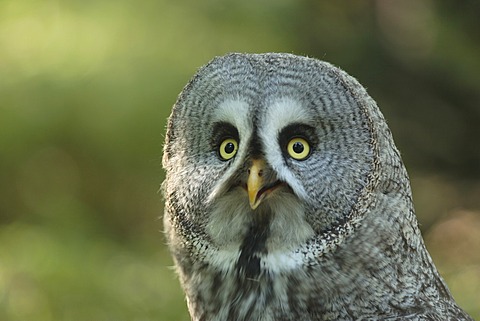 Great Grey Owl (Strix nebulosa)