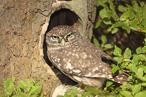 Eurasian Pygmy-owl (glaucidium passerinum )