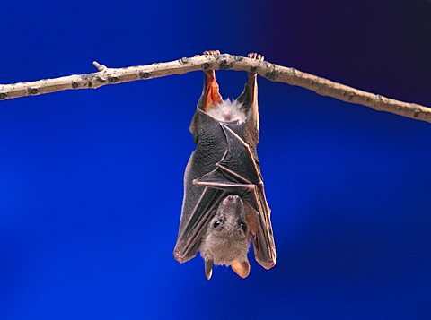 Fruit Bat or Flying Fox (Pteropus medius) resting by hanging upside down on a branch