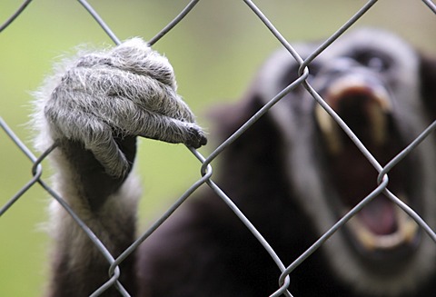 White handed Gibbon (Hylobates lar) in captivity screaming and clinging with its hand to the fence