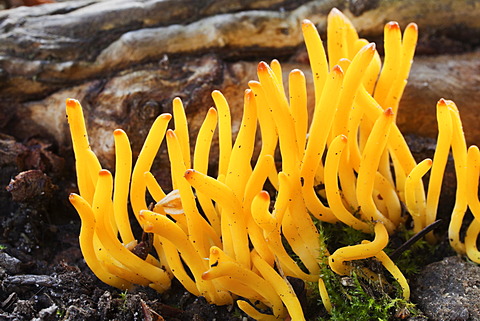 A clump of Stagshorn or Jelly antler fungus (Calocera viscosa)