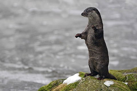 Otter (Lutra lutra)