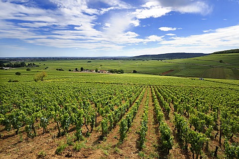 Vineyard of Cotes de Beaune, Cote d'Or, Burgundy, France, Europe
