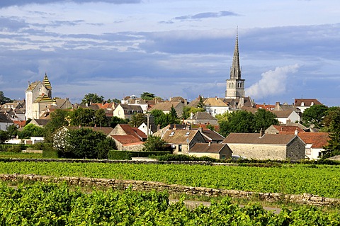 Vineyard in front of the village of Meursault, Burgundy Wine Road, Cote d'Or, Burgundy, France, Europe