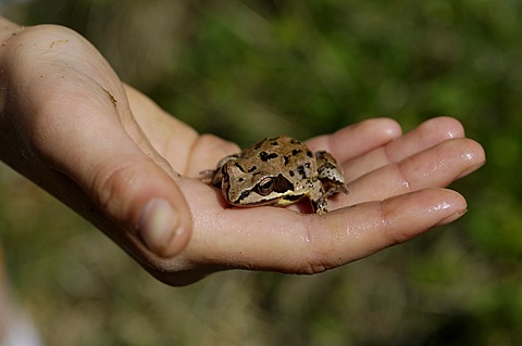 Common Water Frog or Edible Frog (Rana esculenta) in a child\'s hand