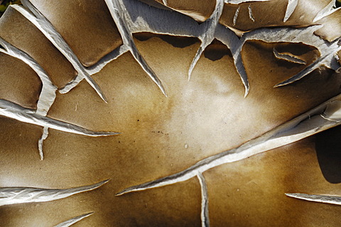 Mushroom, Alpine Melanoleuca (Melanoleuca subalpina), edible, detail, close-up