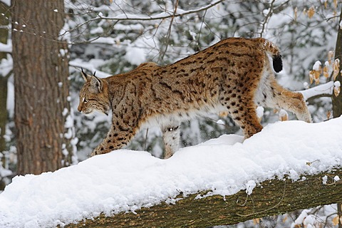 Lynx (Lynx lynx) in the snow