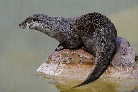 Eurasian otter, Eurasian river otter (Lutra lutra)