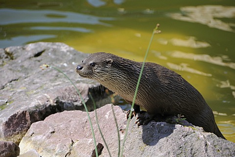 Eurasian otter, Eurasian river otter (Lutra lutra)