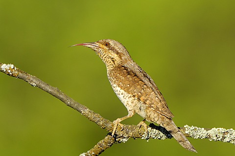 Wryneck (Jynx torquilla) sticking out tongue