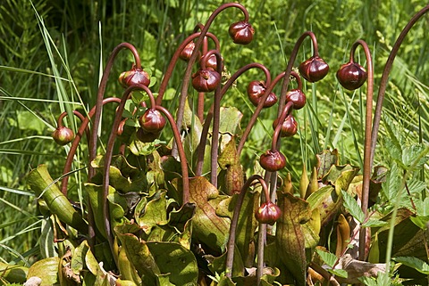 Purple pitcher plant or Side-saddle flower (Sarracenia purpurea)