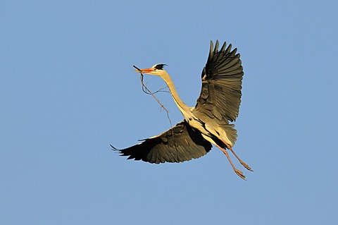 Grey Heron (Ardea cinerea) in flight with nesting material, Stuttgart, Baden-Wuerttemberg, Germany, Europe