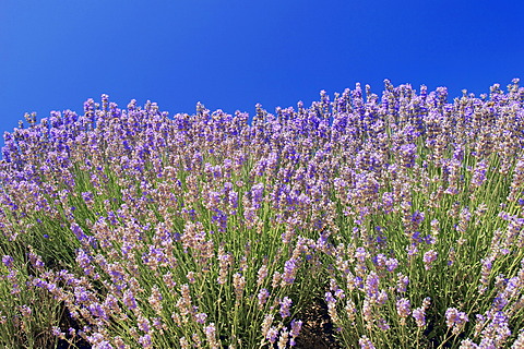 Blooming lavender (Lavendula angustifolia), Provence, Southern France, Europe