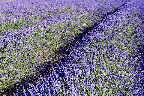 Blooming lavender (Lavendula angustifolia) in a field, Provence, Southern France, Europe