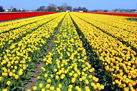 Field of Tulips (Tulipa sp.), near Lisse, South Holland, Holland, Netherlands, Europe