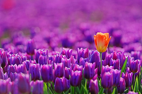 Tulips (Tulipa sp.), Lisse, South Holland, Holland, Netherlands, Europe