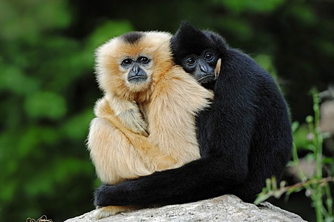 Northern White-cheeked Gibbons, (Nomascus leucogenys, Hylobates concolor leucogenys), pair, captive, Asian species, Czech Republic, Europe