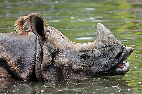 Indian Rhinoceros, Greater One-horned Rhinoceros and Asian One-horned Rhinoceros (Rhinoceros unicornis), in water, Asian species, captive, Czech Republic, Europe