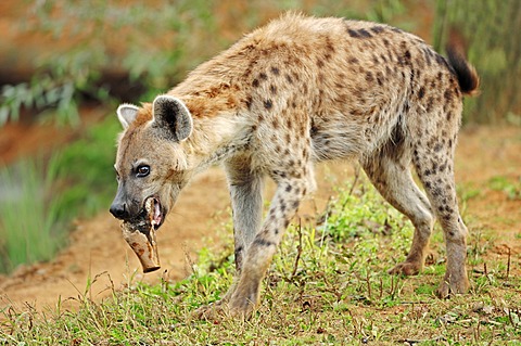 Spotted Hyaena or Laughing Hyena (Crocuta crocuta), native of Africa, in captivity, Czech Republic, Europe