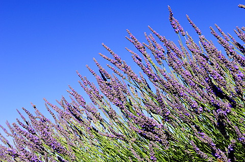 Blooming Lavender (Lavandula angustifolia), Vaucluse, Provence-Alpes-Cote d'Azur, Southern France, France, Europe, PublicGround