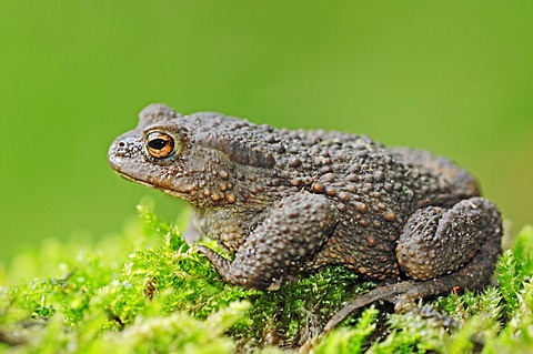 Common Toad (Bufo bufo), North Rhine-Westphalia, Germany, Europe