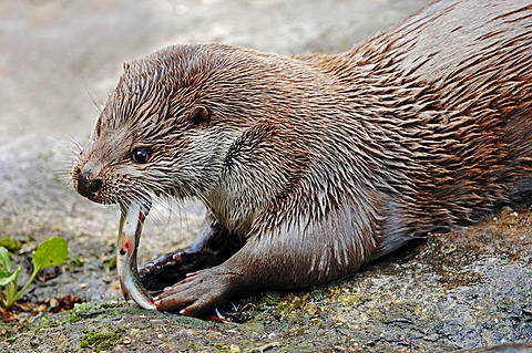 European Otter (Lutra lutra) eating a fish, in captivity, North Rhine-Westphalia, Germany, Europe