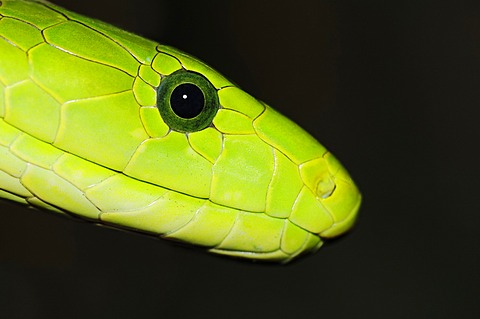 Eastern Green Mamba (Dendroaspis angusticeps), portrait, poisonous snake, native to Africa, North Rhine-Westphalia, Germany, Europe