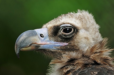 Cinereous vulture (Aegypius monachus), portrait, captive, Germany, Europe