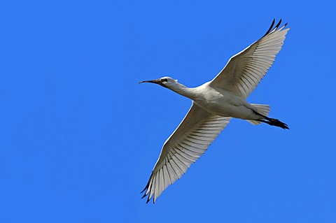 Eurasian spoonbill or Common spoonbill (Platalea leucorodia), immature, in flight, Texel, Netherlands, Europe