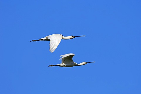 Eurasian spoonbills or Common spoonbills (Platalea leucorodia) in flight, Texel, Netherlands, Europe