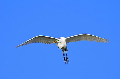 Great Egret or Great White Egret (Casmerodius albus, Egretta alba), in flight, Florida, USA