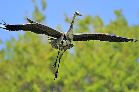 Great Blue Heron (Ardea herodias) in flight, Florida, USA