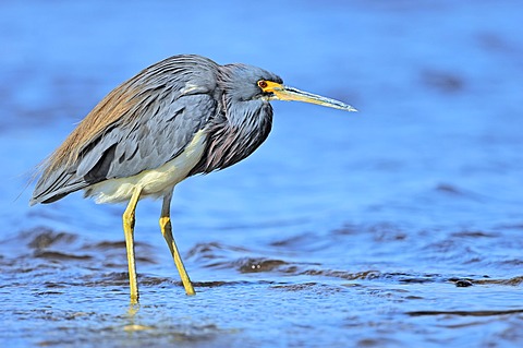 Tricoloured Heron (Egretta tricolor), Myakka River State Park, Florida, USA