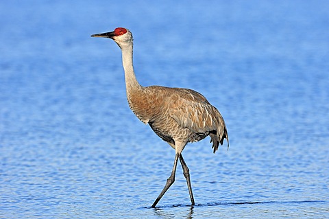 Florida Sandhill Crane (Grus canadensis pratensis), Myakka River State Park, Florida, USA