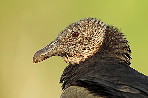 Black Vulture or American Black Vulture (Coragyps atratus), portrait, Everglades National Park, Florida, USA