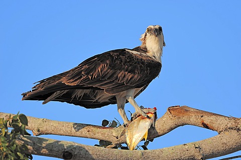 Osprey (Pandion haliaetus), with fish in its talons, Everglades National Park, Florida, USA