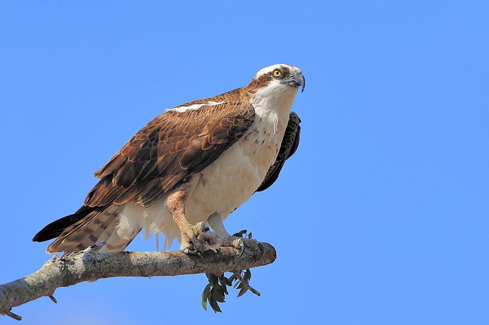 Osprey (Pandion haliaetus), with fish in its talons on perch, Everglades National Park, Florida, USA