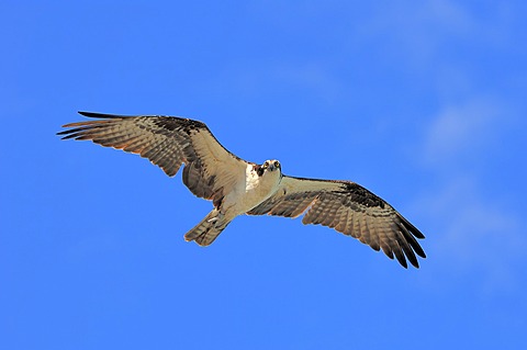 Osprey (Pandion haliaetus), in flight, Sanibel Island, Florida, USA