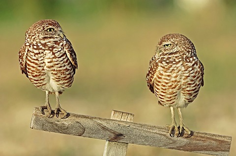 Burrowing Owls (Speotyto cunicularia, Athene cunicularia), pair on perch Florida, USA