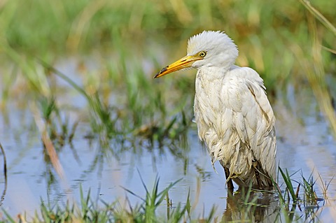 Cattle Egret (Bubulcus ibis), Keoladeo Ghana National Park, Rajasthan, India, Asia